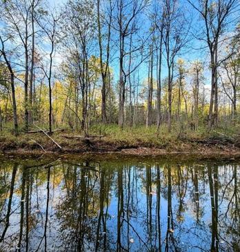 A beautiful forest reflected in a river.