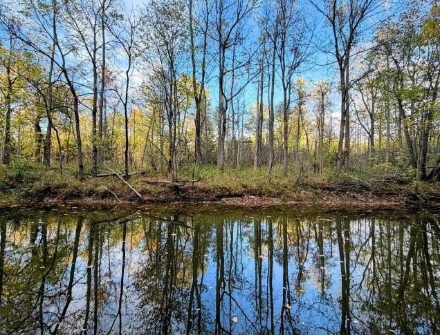 A beautiful forest reflected in a river.