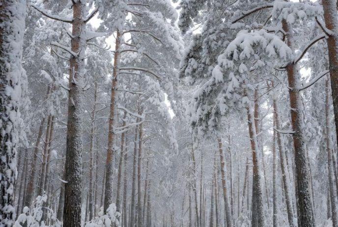 A white forest filled with snowy pine trees.