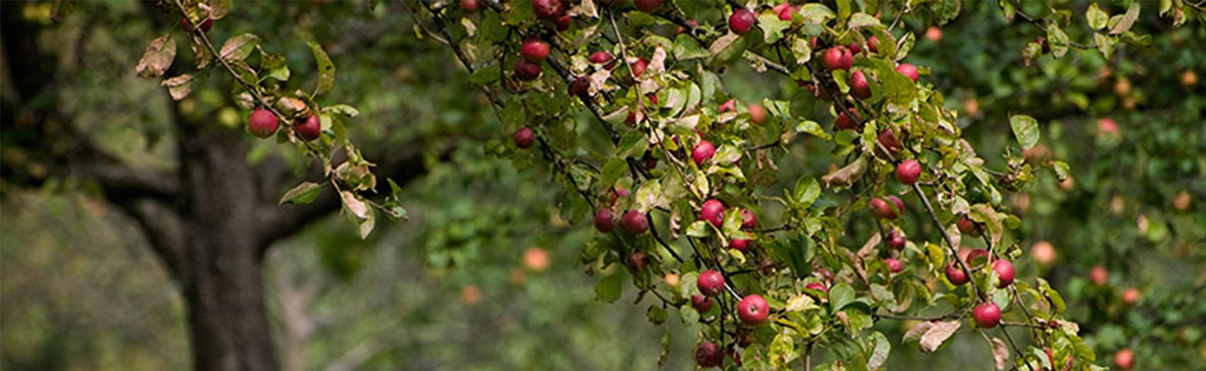 Apple Land Station apple trees ready for picking.