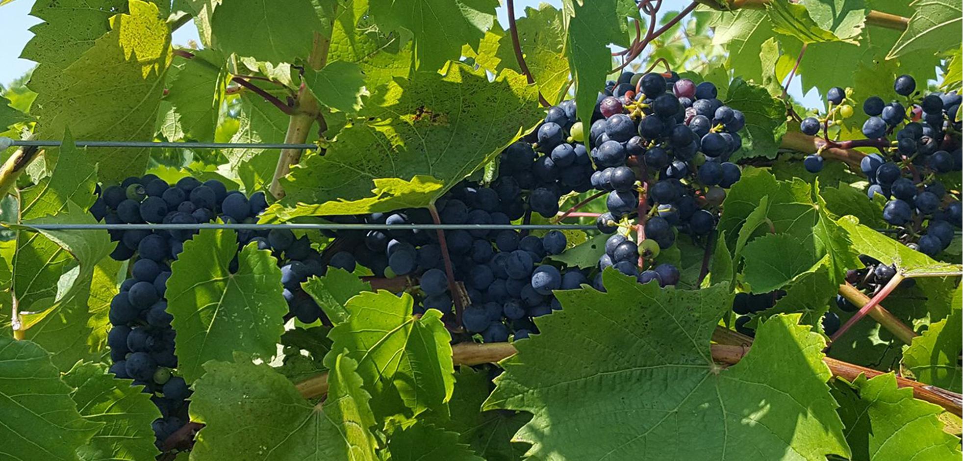 Grapes on a vine.