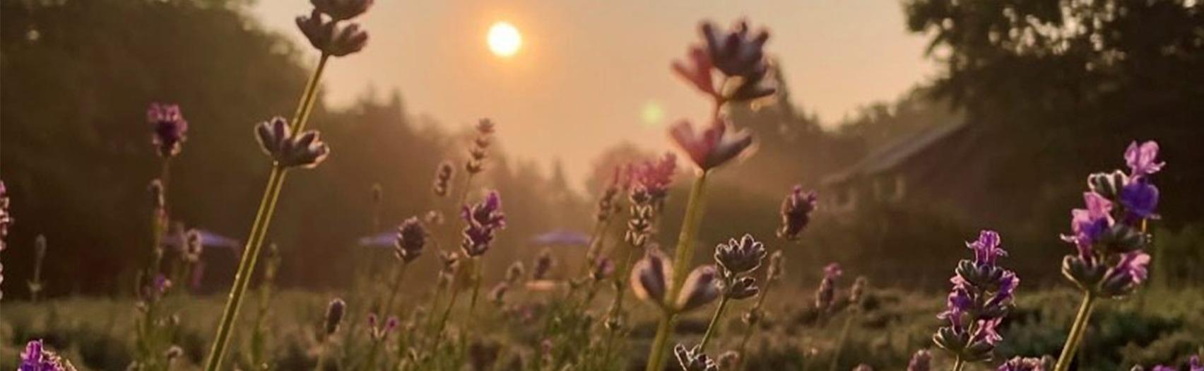 field of lavender near a forest with the sun in the background