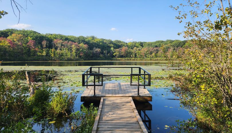 Two males walking on a wooden planked path surrounded by trees in Sifton Bog located in London, Ontario