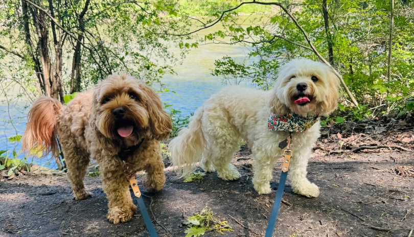 Two dogs on a hiking trail in London, Ontario