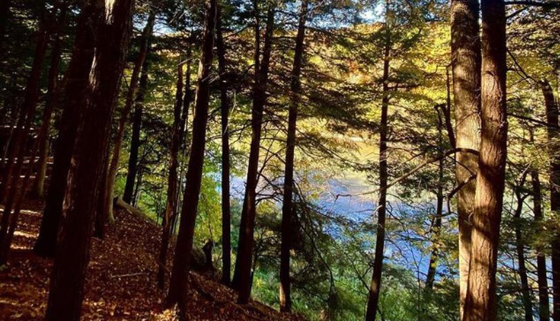 Kains Woods • London, Ontario - @siftonwest5 Instagram